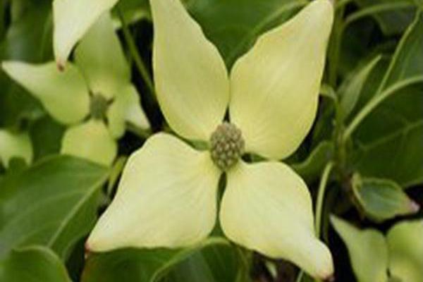 Cornus kousa \x27Snow Tower\x27 Cornus kousa \x27Snow Tower\x27