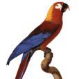 古巴紅鸚鵡