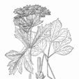 芷葉稜子芹 芷葉稜子芹