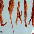 紅大戟 紅大戟