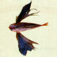吉氏飛角魚