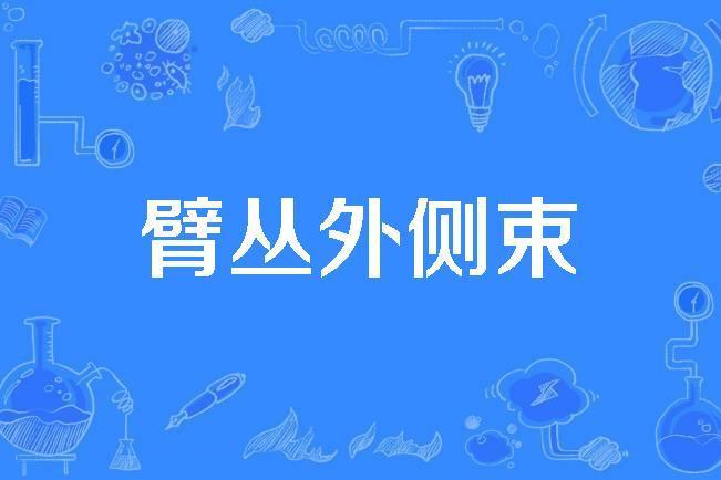 臂叢外側束