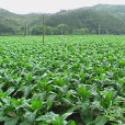大華村(江蘇省常州市武進區湖塘鎮大華村) 大華村(江蘇省常州市武進區湖塘鎮大華村)