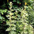 芳香植物(具有香氣和可供提取芳香油植物總稱)