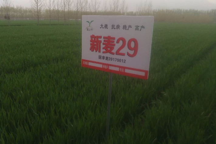 新麥29(禾本科小麥屬植物) 新麥29(禾本科小麥屬植物)