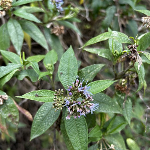 Aristeguietia buddlejifolia