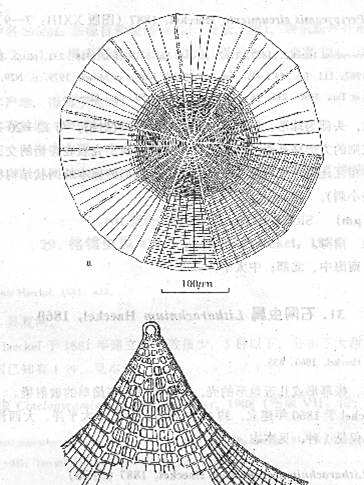 蛛石網蟲 蛛石網蟲
