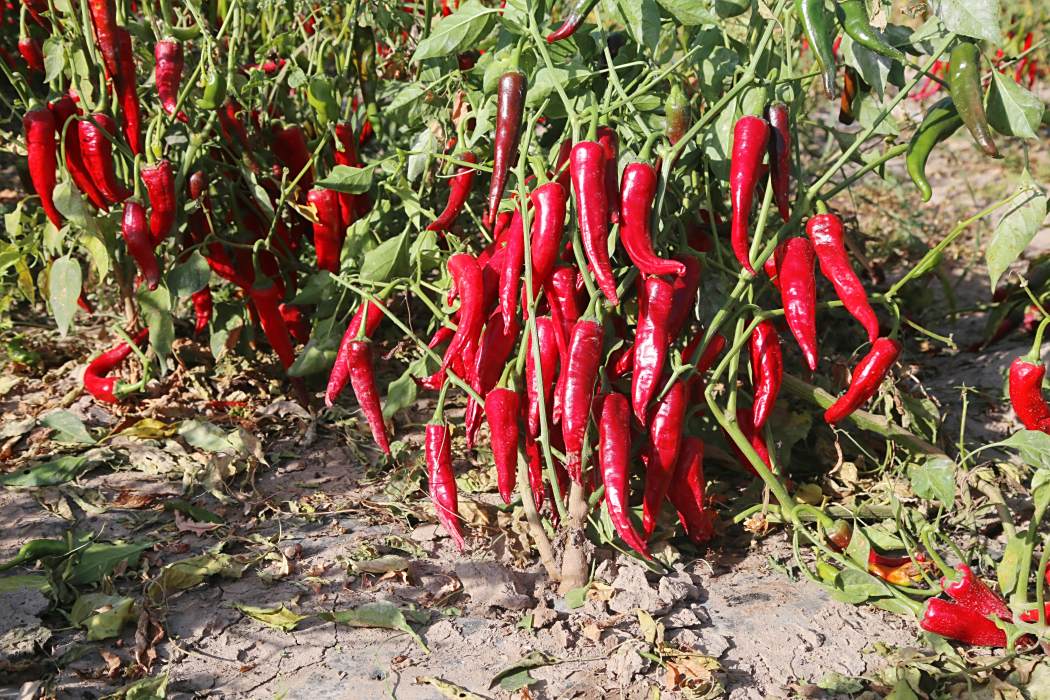 美紅9號 美紅9號
