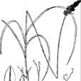 二柱薹草 二柱薹草