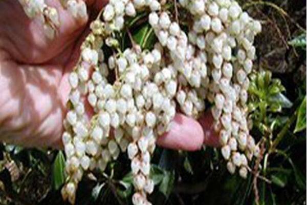 Pieris japonica \x27Mountain Fire\x27 Pieris japonica \x27Mountain Fire\x27