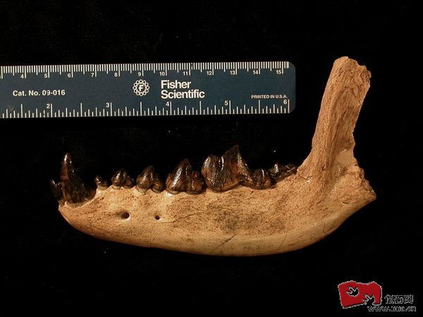 Epicyon saevus下顎骨，前臼齒粗大極為明顯