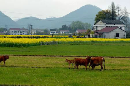 湖蓮坪村