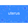 uterus uterus