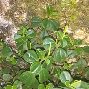 Peperomia spathophylla