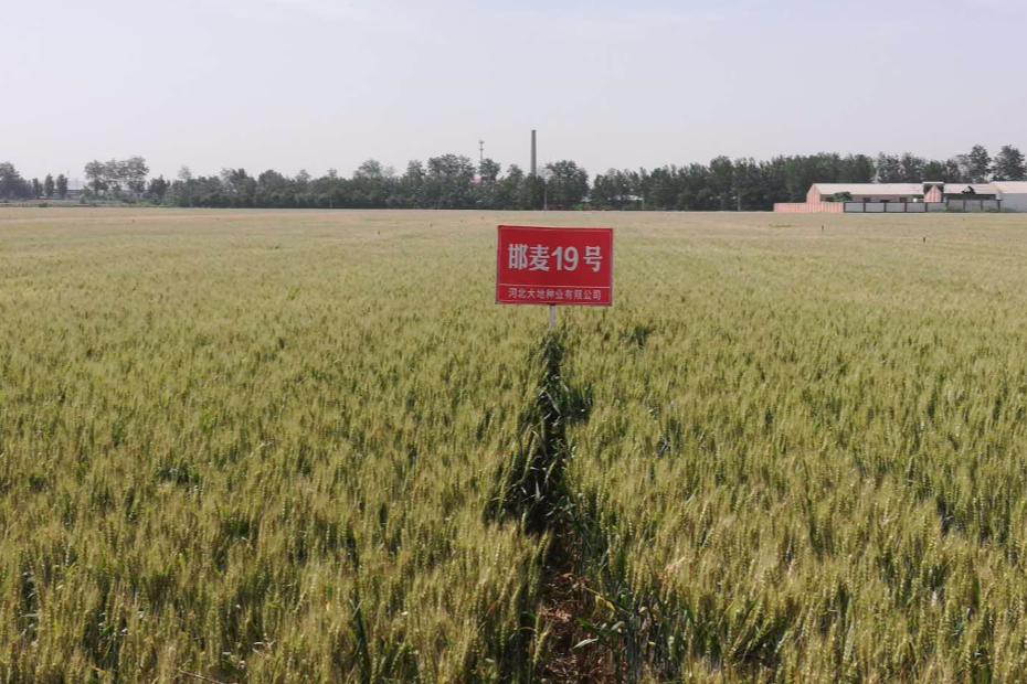 邯麥19 邯麥19