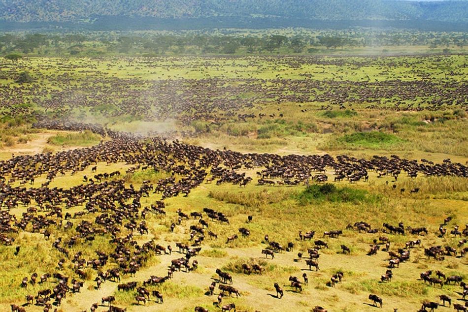 東非野生動物大遷徙