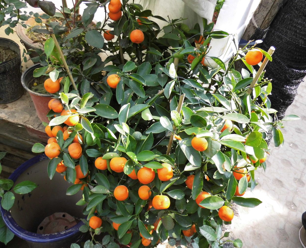 天然玉石南玉盆景 玉器大18个桔橘子树 玉器家居饰品客厅摆件结婚-阿里巴巴