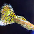 側上虹燈魚 側上虹燈魚