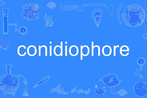 conidiophore conidiophore