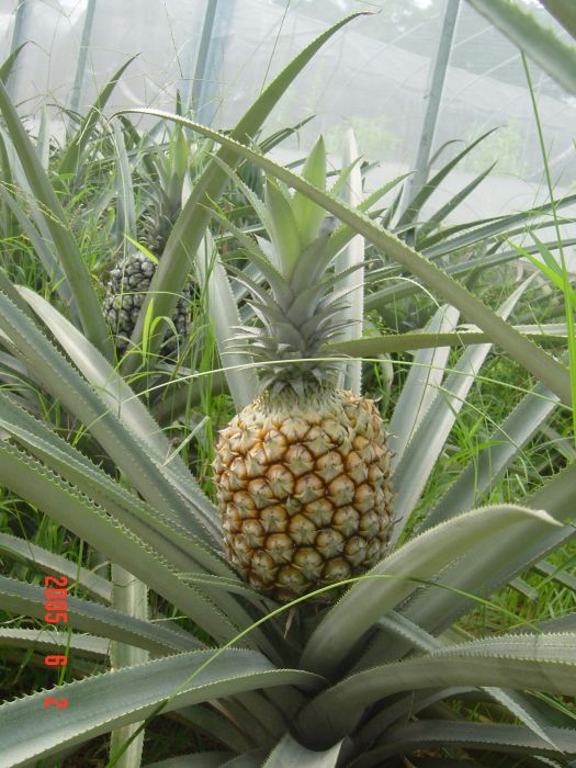 粵脆鳳梨 粵脆鳳梨