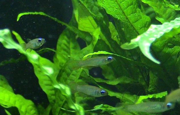 藍眼燈魚