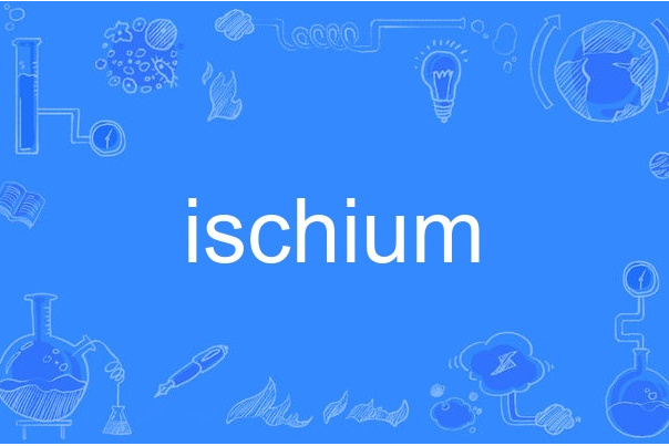 ischium ischium