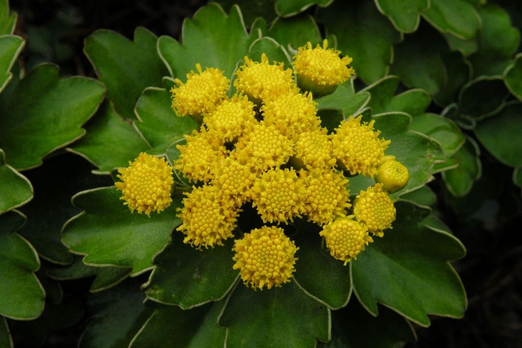 內蒙亞菊