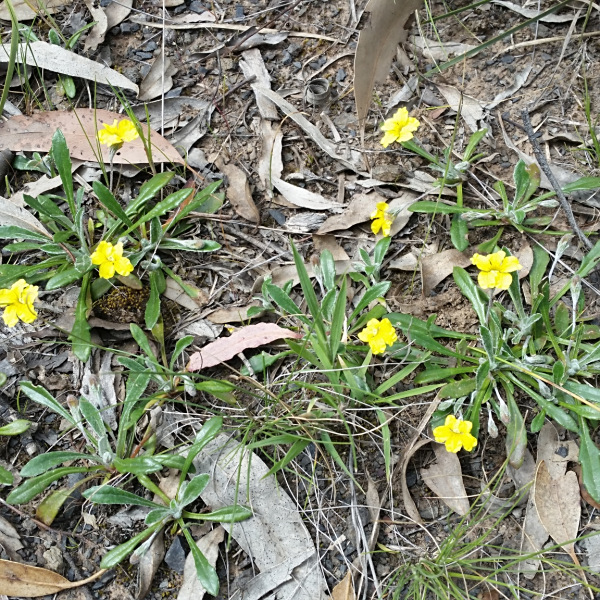 Goodenia blackiana