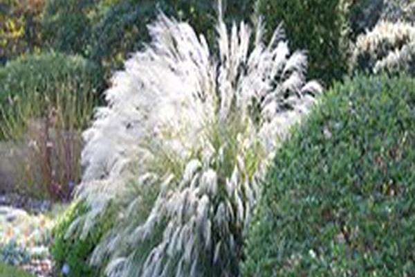 Miscanthus sinensis \x27Yaku Jima\x27
