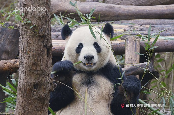 慶小 慶小