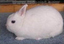 波蘭兔
