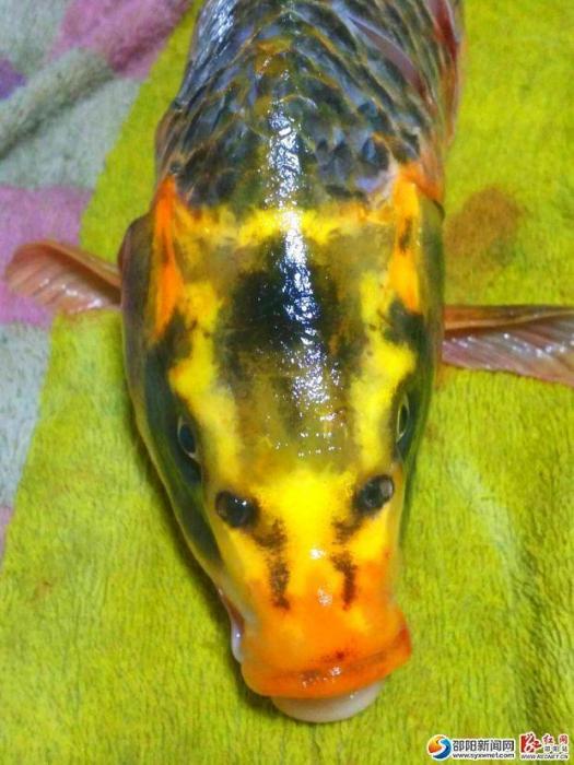 人面鯉魚 人面鯉魚