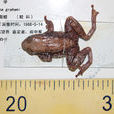 無指盤臭蛙 無指盤臭蛙