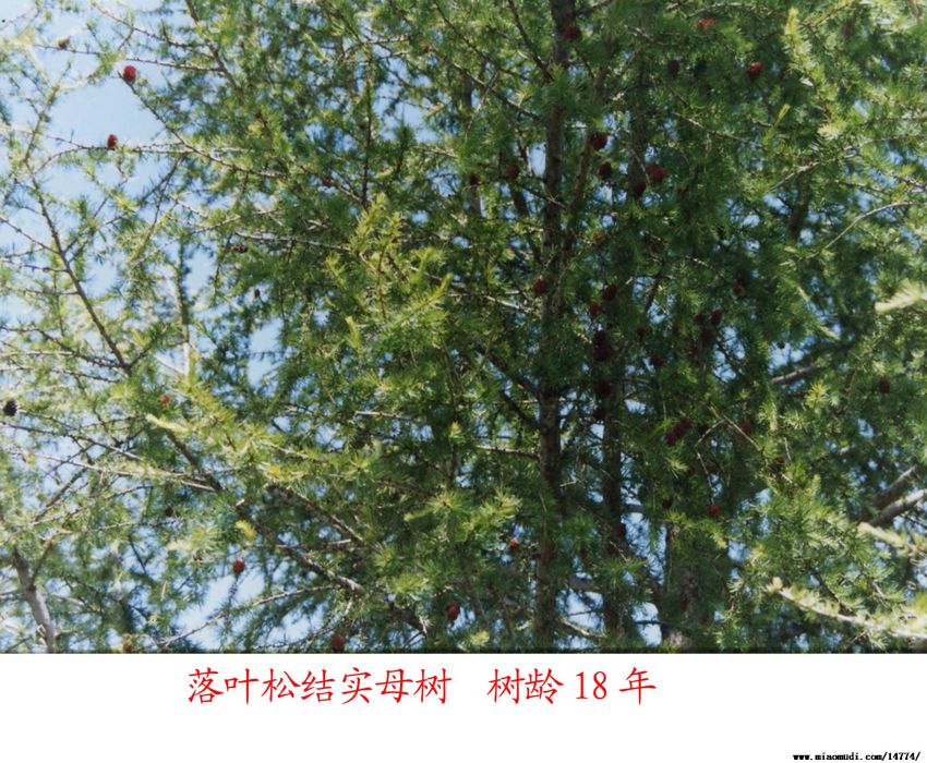 青山2號 青山2號