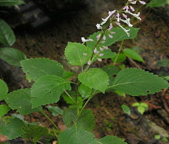 熊尾草 熊尾草