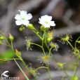 盾葉茅膏菜 盾葉茅膏菜