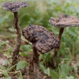 黑假芝 黑假芝