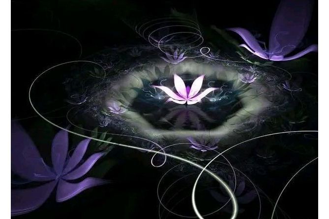 神明花 神明花