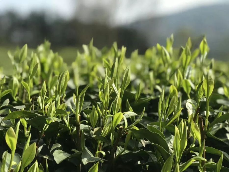 馬坡茶 馬坡茶