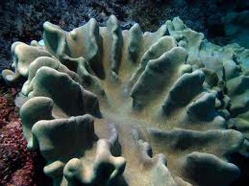 肉質葉形軟珊瑚