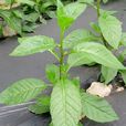 百子菜 百子菜