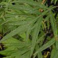小白蒿(菊科艾屬植物冷蒿) 小白蒿(菊科艾屬植物冷蒿)