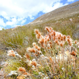 Thamnochortus acuminatus