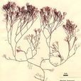 波登仙菜 波登仙菜