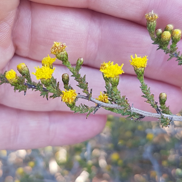Marasmodes spinosa