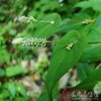 九牛造(九牛造) 九牛造(九牛造)