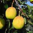 庫爾勒香梨(新疆梨種)