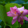並頭蓮 並頭蓮