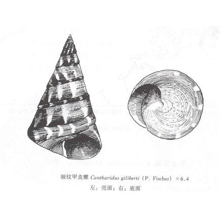 甲蟲螺