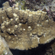 澳大利亞濱珊瑚